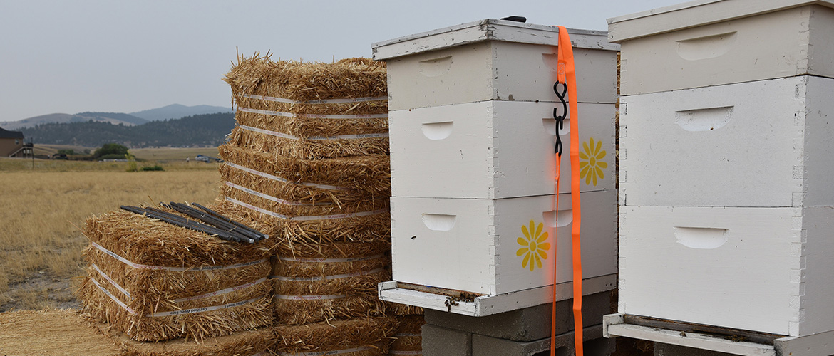 Two beehives in view of the Boulder and Elkhorn Mountain ranges. 